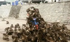 حمله میمون‌ها به دختر نوجوان جانش را گرفت