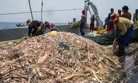 ممنوعیت دوساله صیدترال تا مشخص شدن وضعیت زیست محیطی دریاها