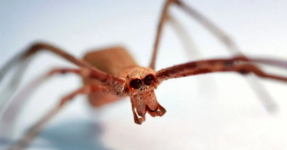 عنکبوت‌هایی که بدون گوش می‌شنوند!