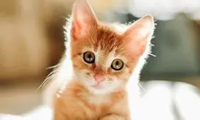 گربه‌ای که قصد شکار پرندگان داخل تلویزیون را داشت!