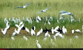 فعالان محیط‌زیست از ترکیه به دادگاه لاهه شکایت می‌کنند/جنبشی برای نجات میان‌رودان و هورالعظیم