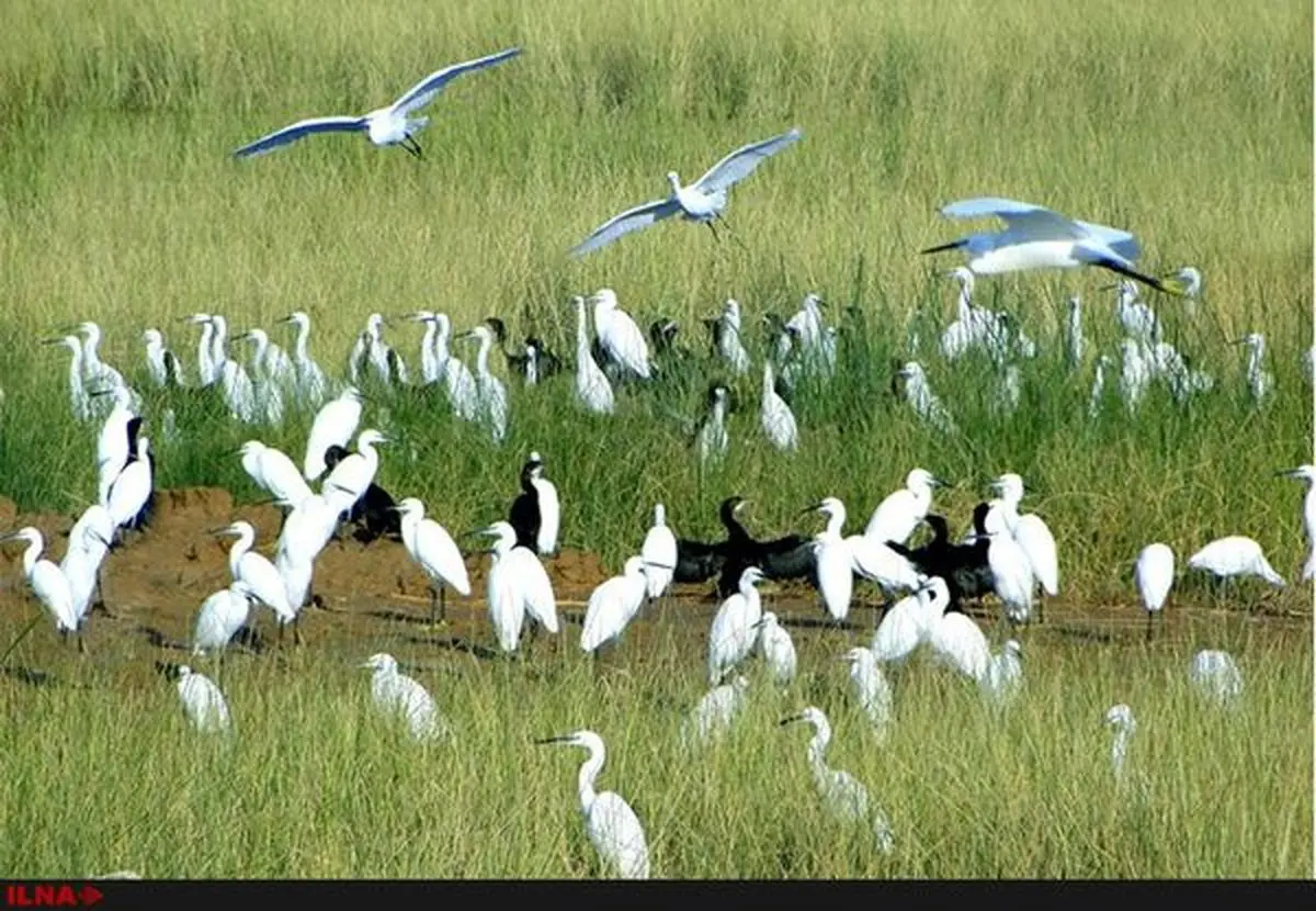 فعالان محیط‌زیست از ترکیه به دادگاه لاهه شکایت می‌کنند/جنبشی برای نجات میان‌رودان و هورالعظیم