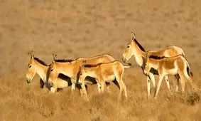 گور ایرانی، گونه‌ای در معرض خطر انقراض