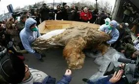 جسد سالم یک ماموت با هزاران سال قدمت به نمایش گذارده شد