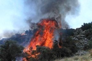 نیروهای امدادی از ۴ شهرستان به جنگل‌های " توسکستان" اعزام شدند/ آتش‌سوزی درحال پیشروی