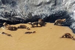 نجات ۱۱ قلاده روباه گرفتار در منبع ذخیره آب