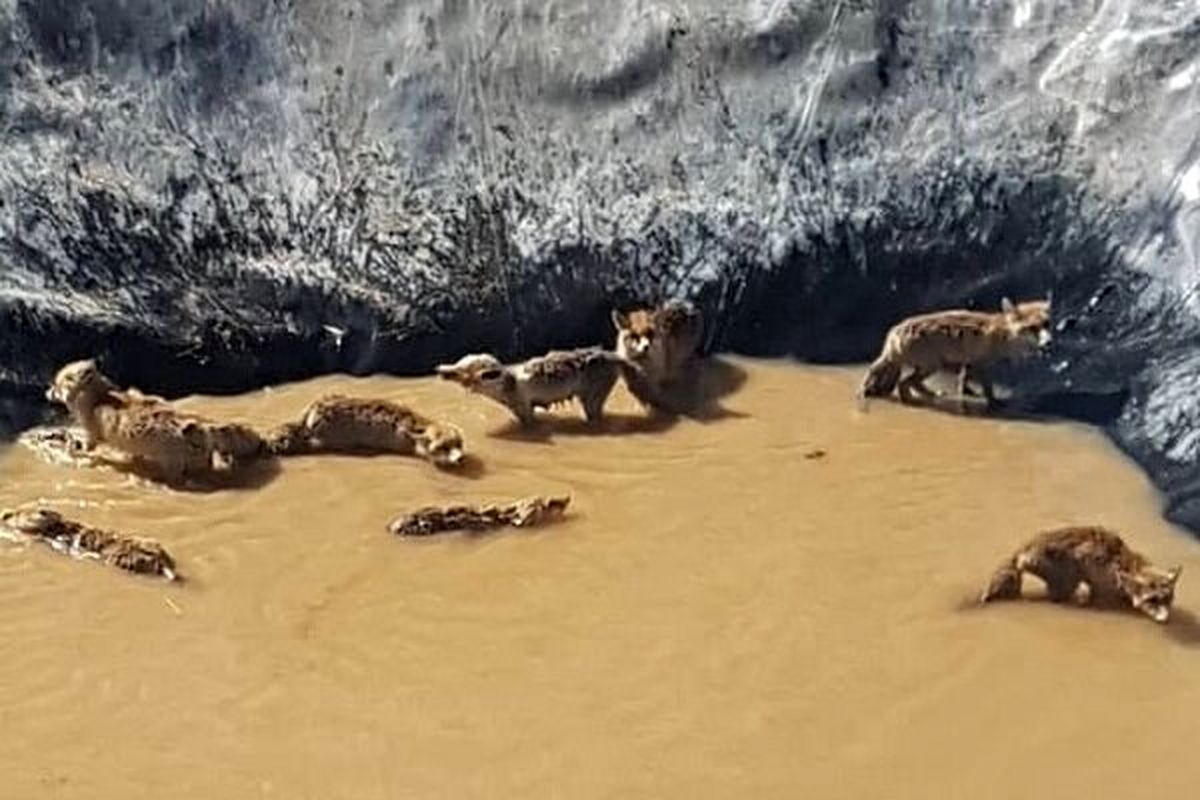 نجات ۱۱ قلاده روباه گرفتار در منبع ذخیره آب