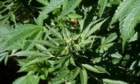 لایحه‌های انتخاباتی: از مصرف هروئین و ماری‌جوانا تا احیای گرگ خاکستری