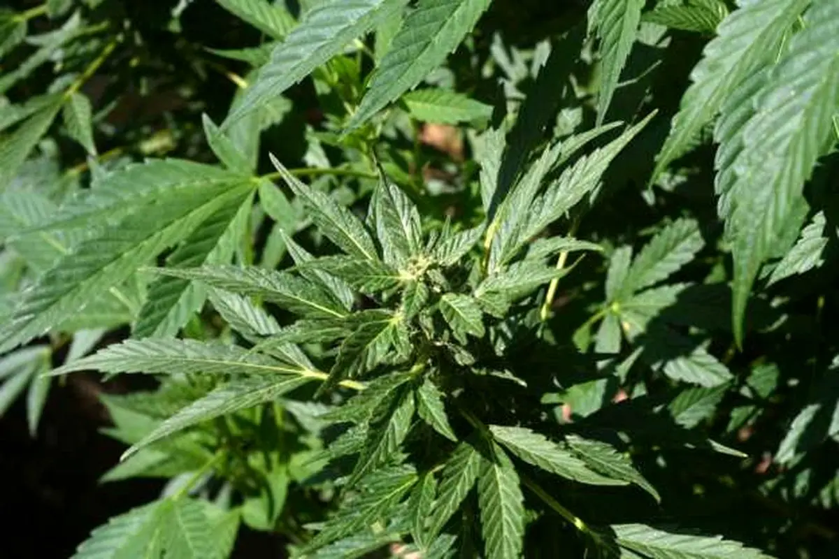 لایحه‌های انتخاباتی: از مصرف هروئین و ماری‌جوانا تا احیای گرگ خاکستری