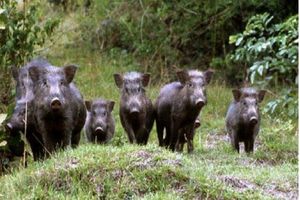 نجات ۸ راس خوک وحشی در کانال آبرسانی سد آیدوغموش میانه