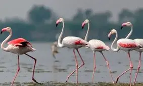 تبدیل تالاب گاوخونی به" ژئو پارک" ظرفیتی برای رونق گردشگری