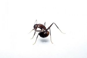 مورچه‌ها اسید بدن خود را می‌خورند!