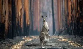 شکست جهان برای حفاظت از تنوع‌ زیستی طی ۱۰ سال اخیر