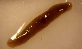 کرم دوسر هدیه فضا به دانشمندان