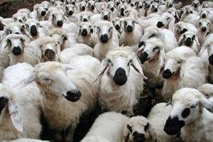 عرضه دام در بورس کالا راهکار کنترل قیمت نیست/ نرخ منطقی هر کیلو گوشت گوسفندی ۱۰۵ هزار تومان