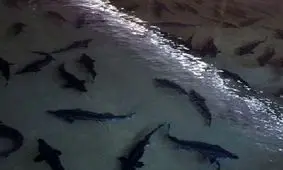 برداشت ماهیان خاویاری در حاجی آباد آغاز شد