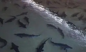 برداشت ماهیان خاویاری در حاجی آباد آغاز شد