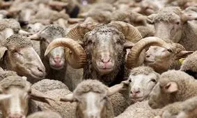 نقش دلالان و قاچاق دام بر کاهش نیافتن قیمت گوشت قرمز