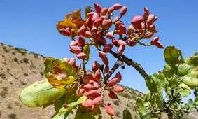 چیدن پسته وحشی باعث مرگ مرد ۴۲ ساله در پلدختر شد