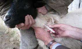 احتمال شیوع "تب‌برفکی" در جمعیت دامی کرمانشاه/ دامداران واکسن بخرند