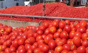 ۶۵۰۰تن گوجه‌فرنگی دزفول به ارزش ۲میلیاردتومان خریداری شد