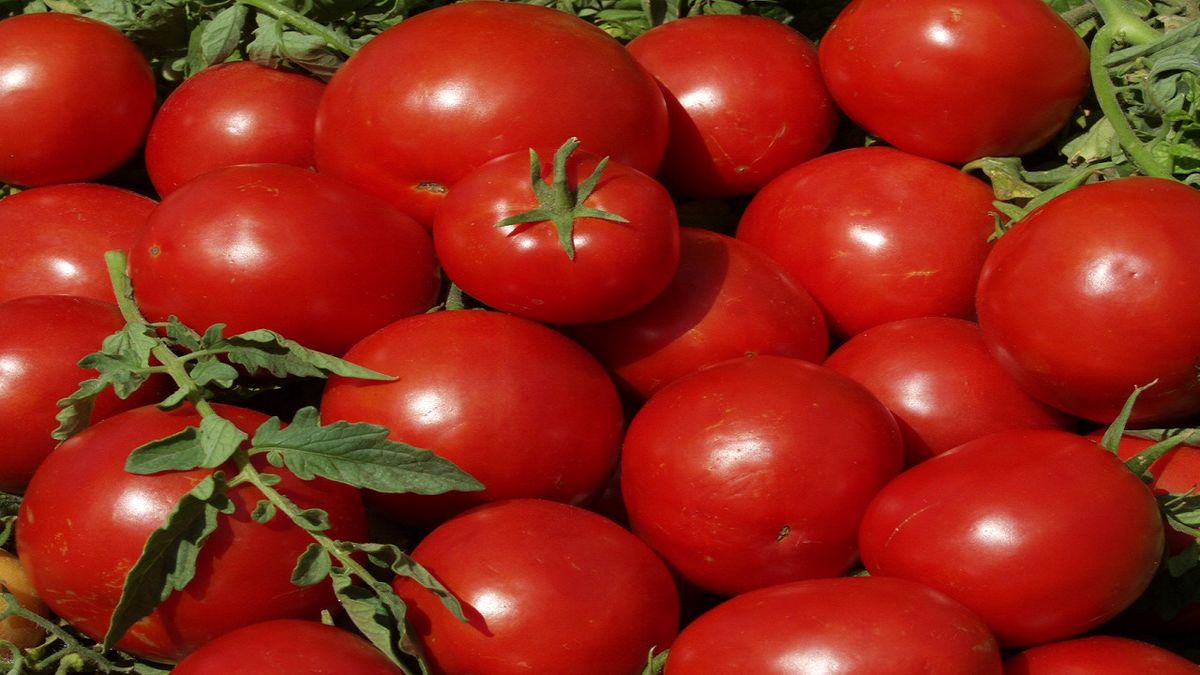 گوجه‌های صادراتی چرا امحا شد؟