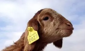 افزون بر ۱۱۲ هزار راس دام سبک و سنگین در گیلان پلاک گذاری شد