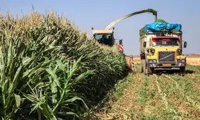 ۸۱ هزار تن ذرت علوفه‌ای در تربت‌جام تولید شد