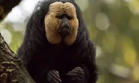 میمون‌های باغ وحش صدای ترافیک را به سکوت ترجیح می‌دهند!