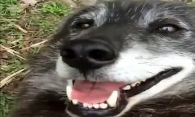 دوستی عجیب یک دختر با گرگ