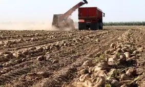 کام چغندرکاران قوچان با کشت محصول عیار بالا شیرین شد