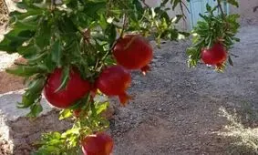 دلالان در کمین یاقوت سرخ مه‌ولات
