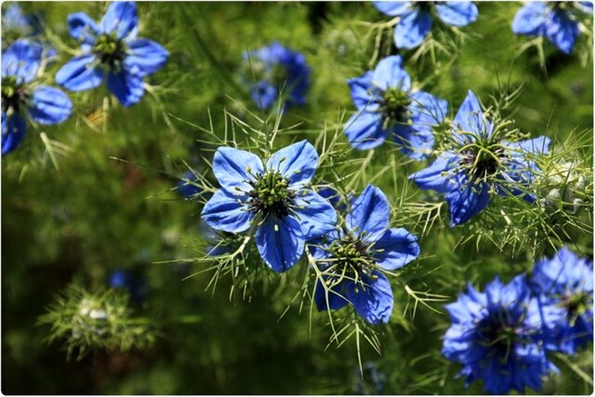 عسل و سیاه‌دانه درمانی احتمالی برای بیماران مبتلا به کرونا