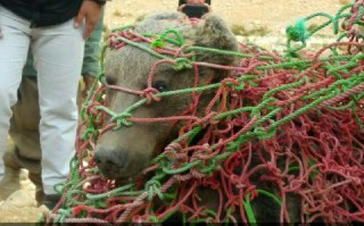 نجات خرس قهوه‌ای مریض سرگردان
