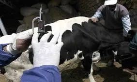 دامداران استان مرکزی نسبت به ایمن‌سازی دام‌ها علیه تب برفکی اقدام کنند