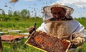 افزایش ۲۰ درصدی کلنی‌های زنبور عسل در سوادکوه شمالی