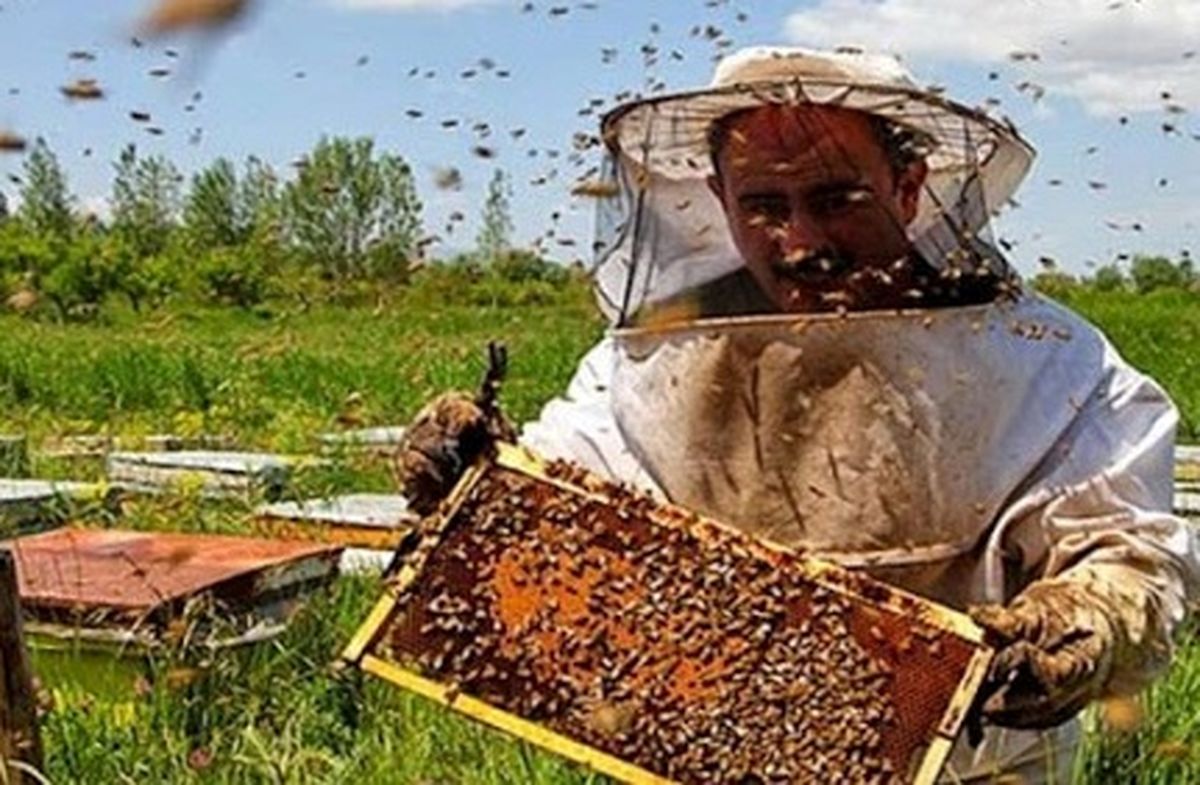 افزایش ۲۰ درصدی کلنیهای زنبور عسل در سوادکوه شمالی