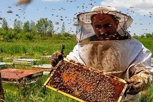 افزایش ۲۰ درصدی کلنی‌های زنبور عسل در سوادکوه شمالی