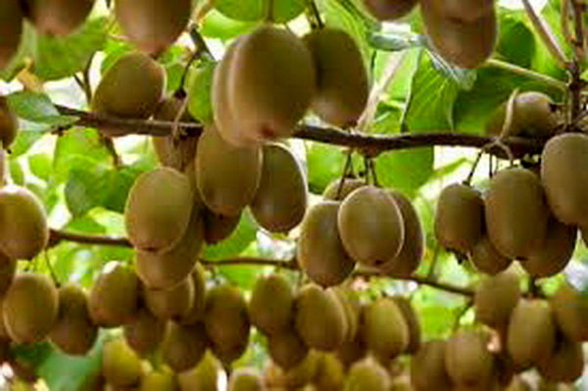 صدور گواهی صادرات ۲۲ تن کیوی از ساری به ازبکستان