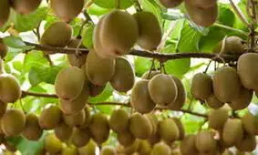 صدور گواهی صادرات ۲۲ تن کیوی از ساری به ازبکستان
