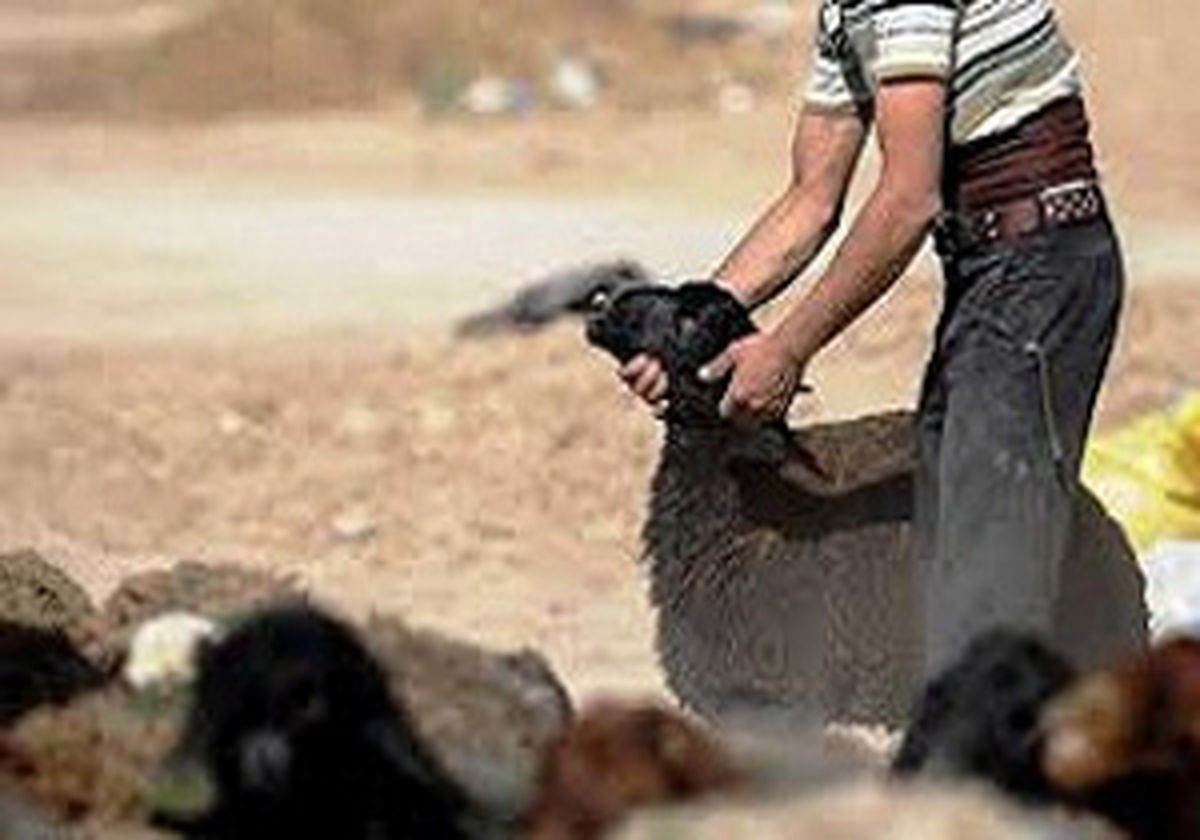 دستگیری سارق گوسفندان در شهرستان قاین