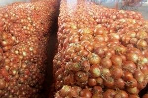 کشف ۱۹ تن پیاز و سیب زمینی احتکار شده در گیلانغرب