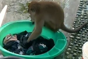میمونی که لباس‌ها را می‌شوید/ ویدئو