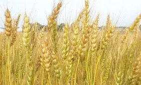 واردات گندم همچنان ممنوع است