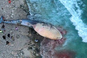 علت مرگ یک نهنگ در سواحل کیش چه بود؟