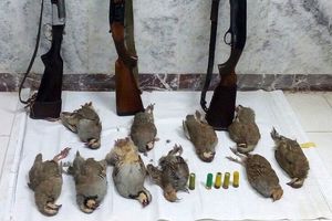 ۱۹ متخلف صید و شکار در آذربایجان غربی دستگیر شدند
