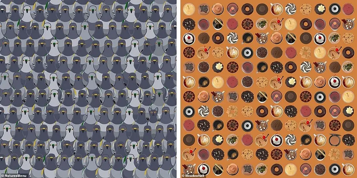تست دقت و توجه؛ چند معمای تصویری مخصوص ریزبین‌ها