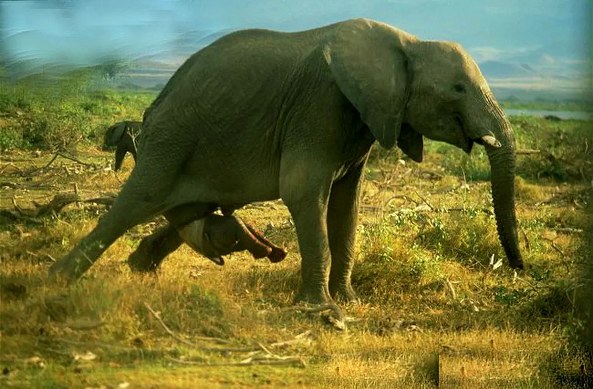 ویدئویی بی‌نظیر از لحظه زایمان یک فیل