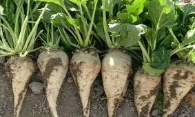 ۲ هزارو ۸۰۰ هکتار چغندرقند در اندیمشک کشت شد