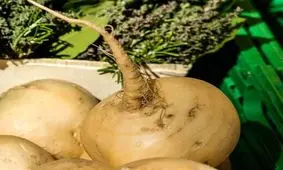 بهترین آنتی بیوتیک گیاهی را بشناسید